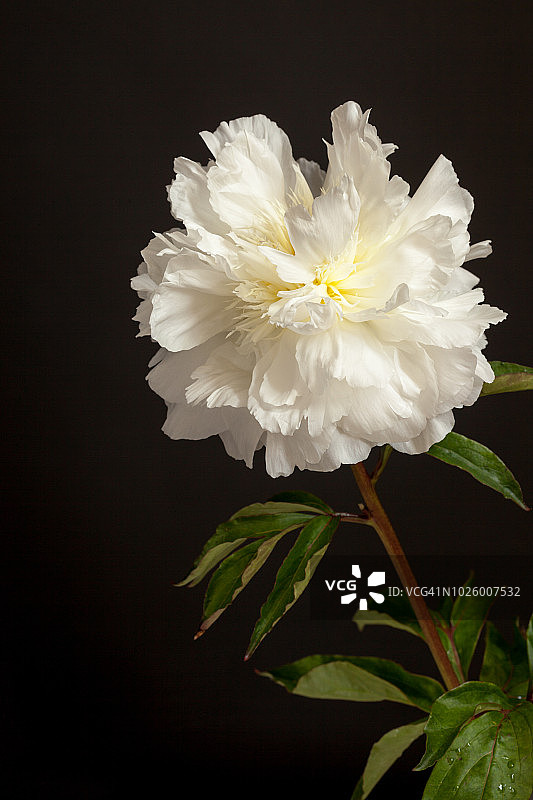 粉彩——白色牡丹图片素材