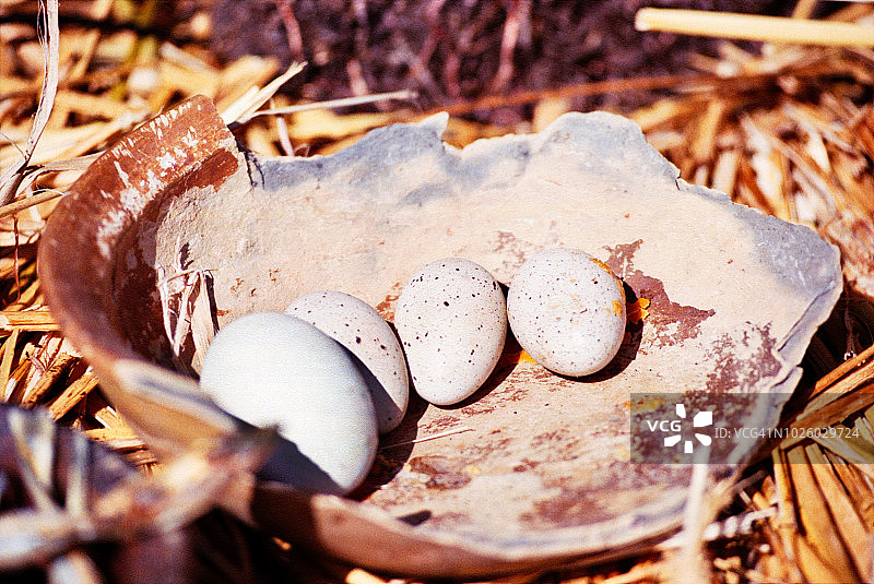 破罐中的家养朱鹭蛋图片素材