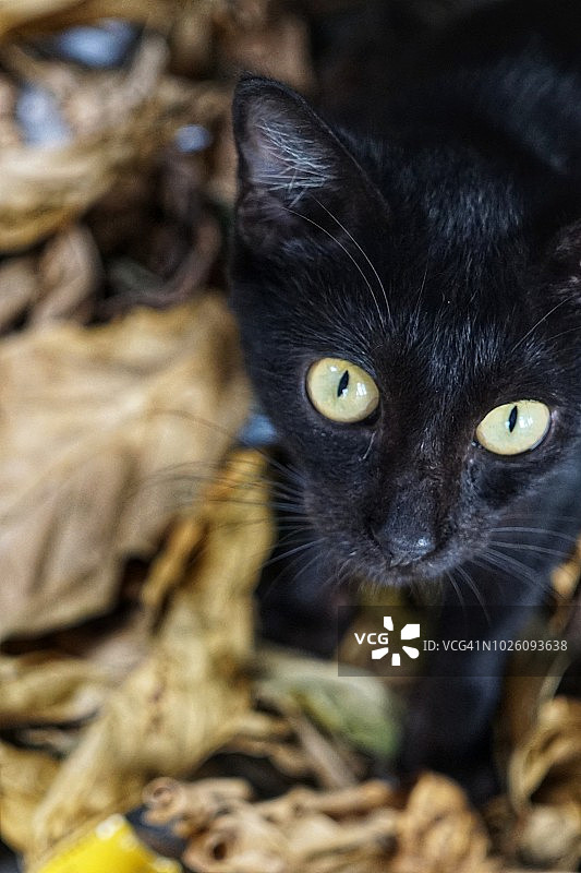 黑色的猫图片素材