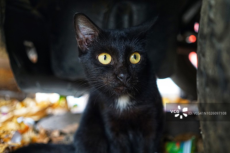 大眼睛的黑猫图片素材