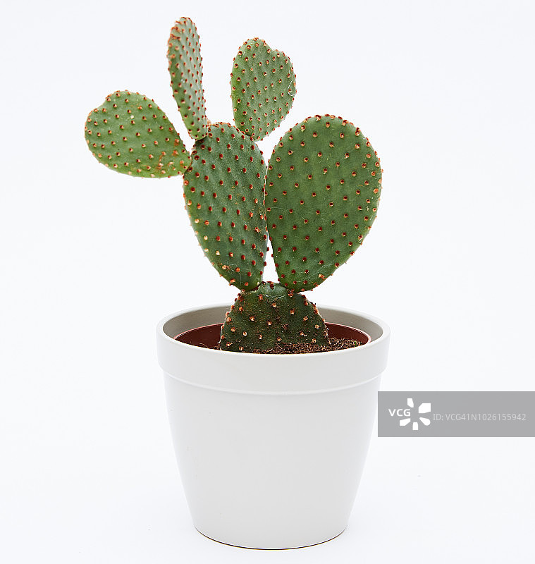 仙人掌兔耳草图片素材