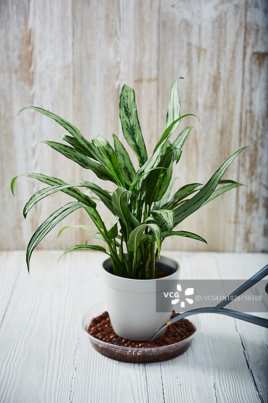 向装有中国万年青植物的陶粒盘中倒水图片素材