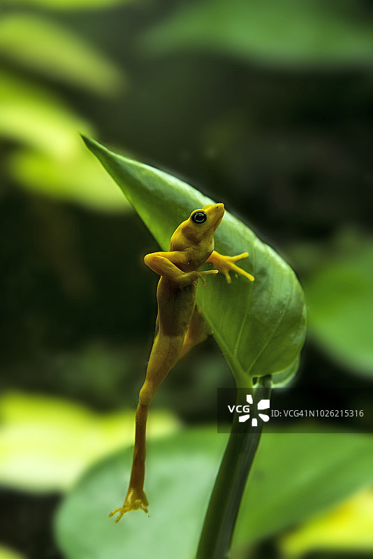 巴拿马金蛙图片素材