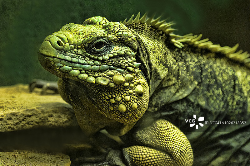 古巴岩鬣蜥图片素材