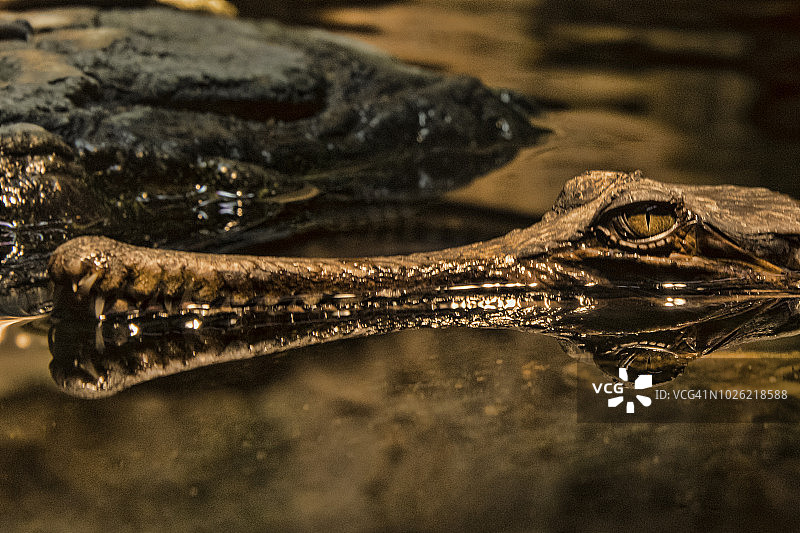马来鳄图片素材