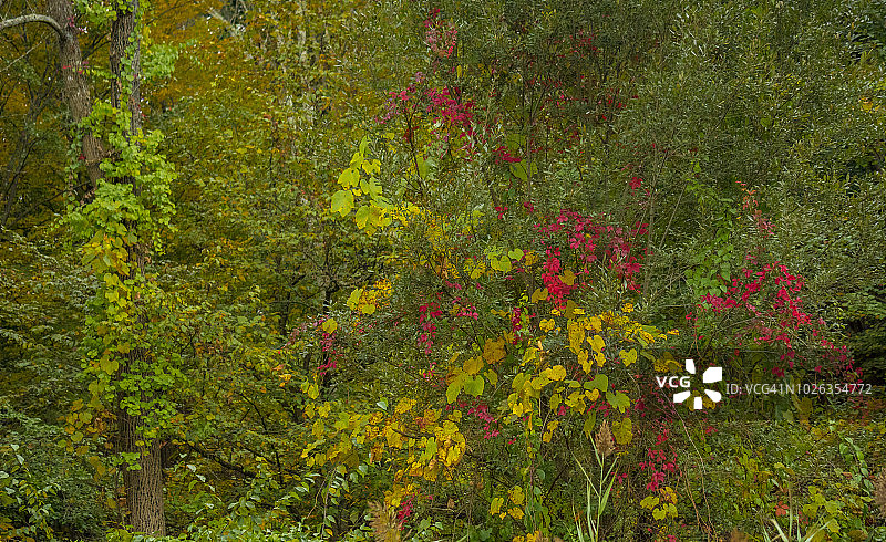 哈里曼州立公园，纽约图片素材