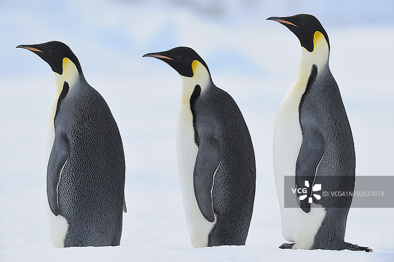 帝企鹅图片素材