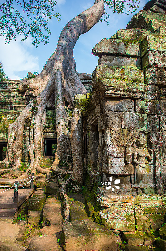 2014年7月17日，柬埔寨暹粒吴哥寺附近吴哥通王城的榕树和树根图片素材