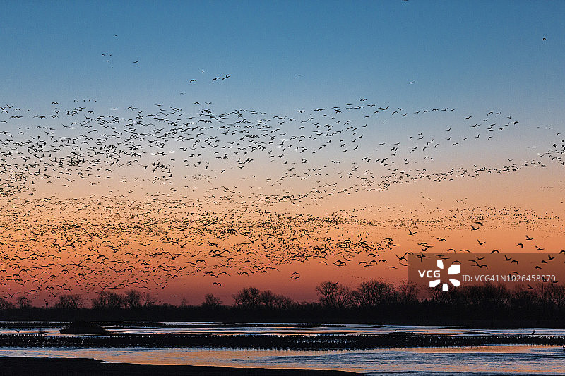 日落时分，内布拉斯加州科尔尼普拉特河上的沙丘鹤群图片素材
