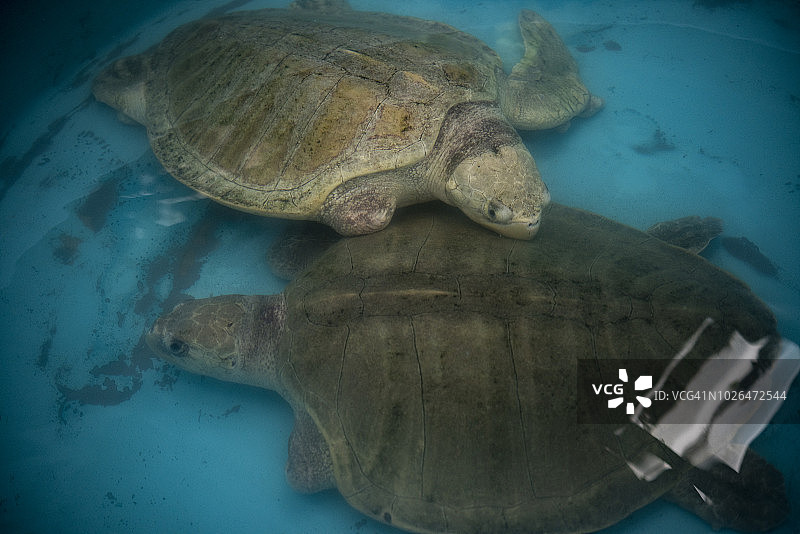 濒危物种图片素材