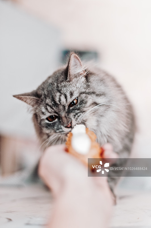 灰色毛茸茸的猫正在吃女人手中的奶油夹心饼图片素材