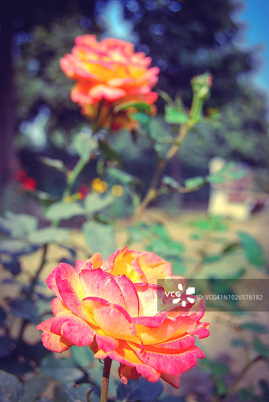 玫瑰花园图片素材