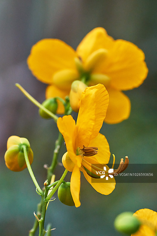 黄色的图片素材