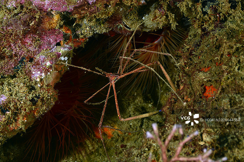 黄纹箭蟹图片素材