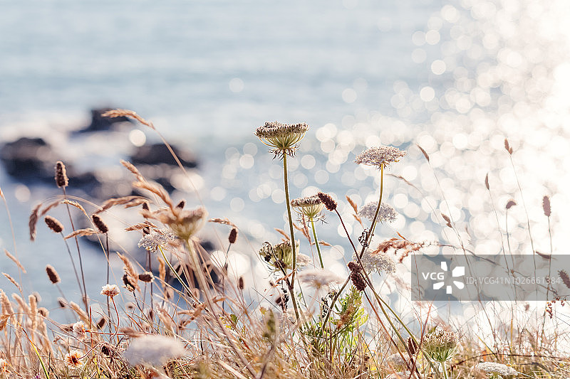 波尔泽斯海滩的种子头图片素材