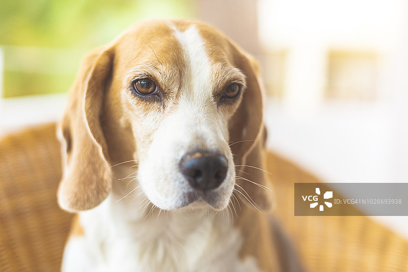 一只仔细观察的米格鲁猎犬图片素材