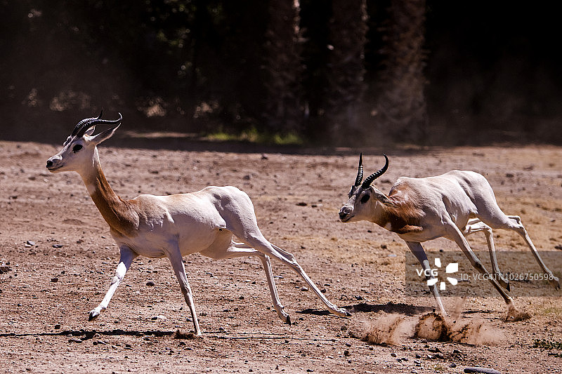 达马瞪羚图片素材