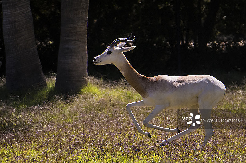 达马瞪羚图片素材