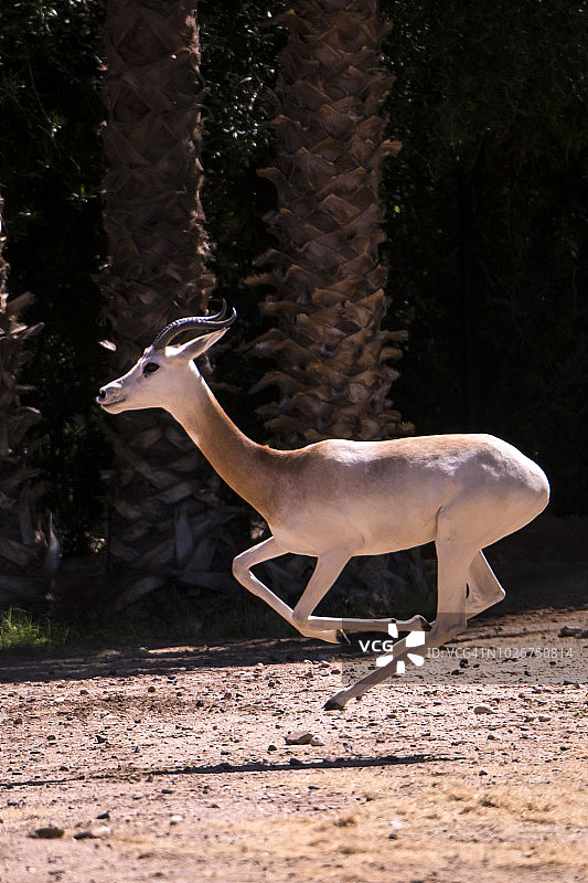 达马瞪羚图片素材