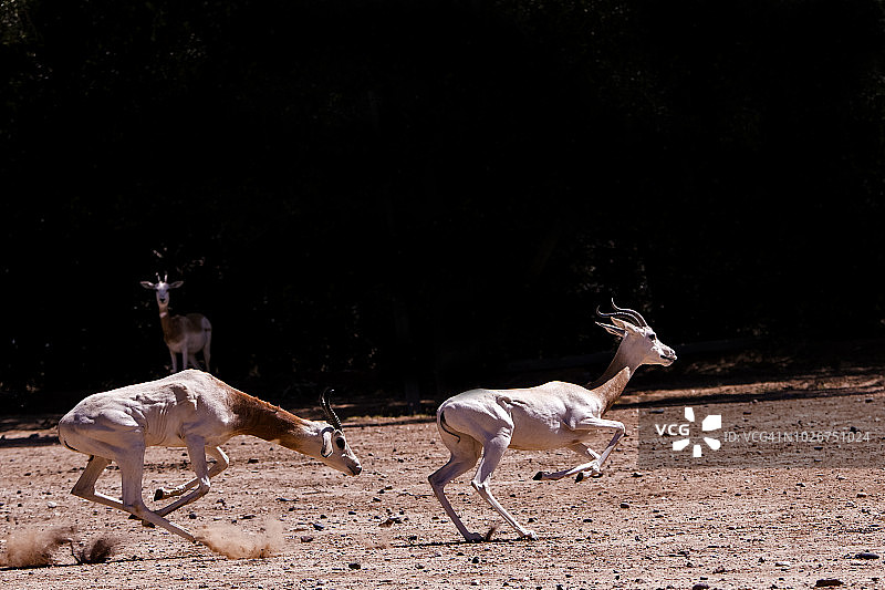 达马瞪羚图片素材