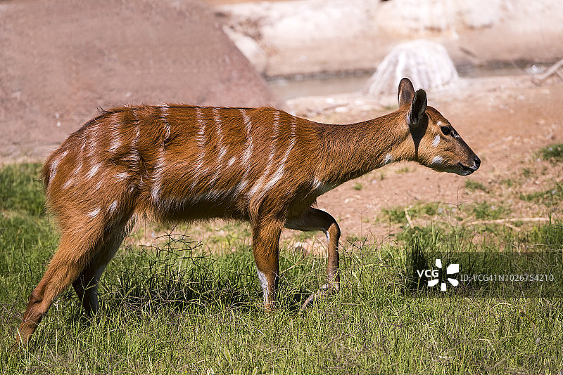 西塔通加羚羊图片素材