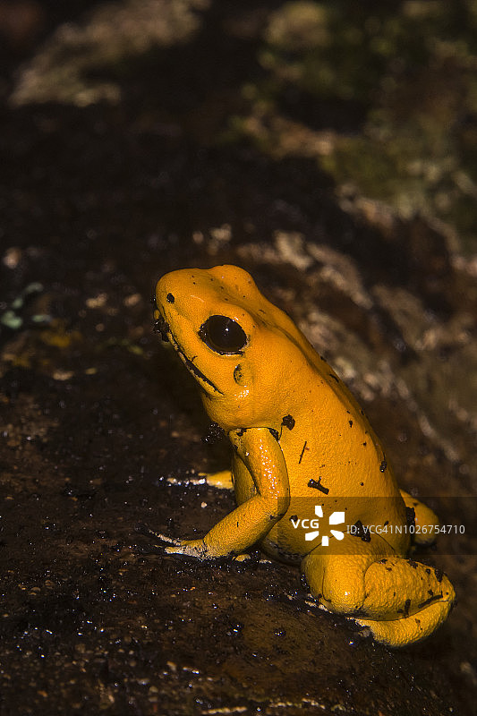 黄色箭毒蛙图片素材