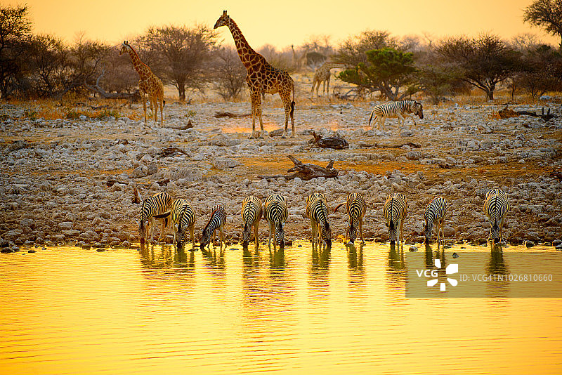 埃托沙国家公园的傍晚水景图片素材