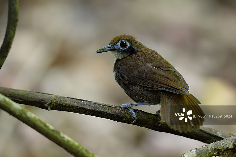 双色蚁鸟图片素材