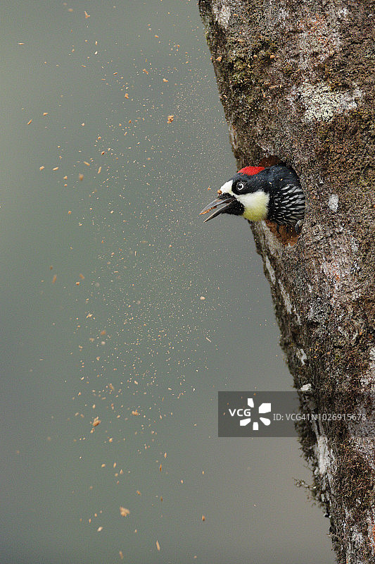 橡实啄木鸟图片素材