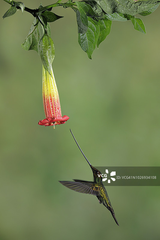 剑嘴蜂鸟图片素材