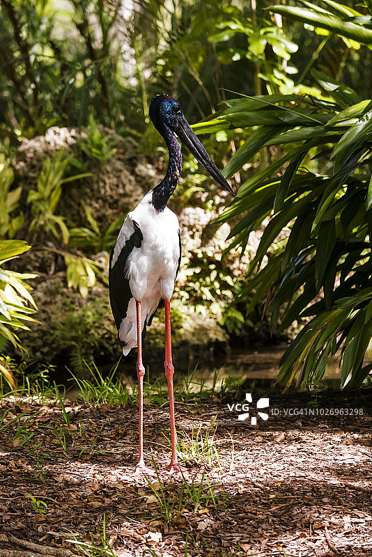 黑颈鹳图片素材