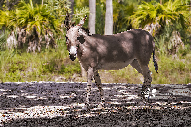 索马里野驴图片素材