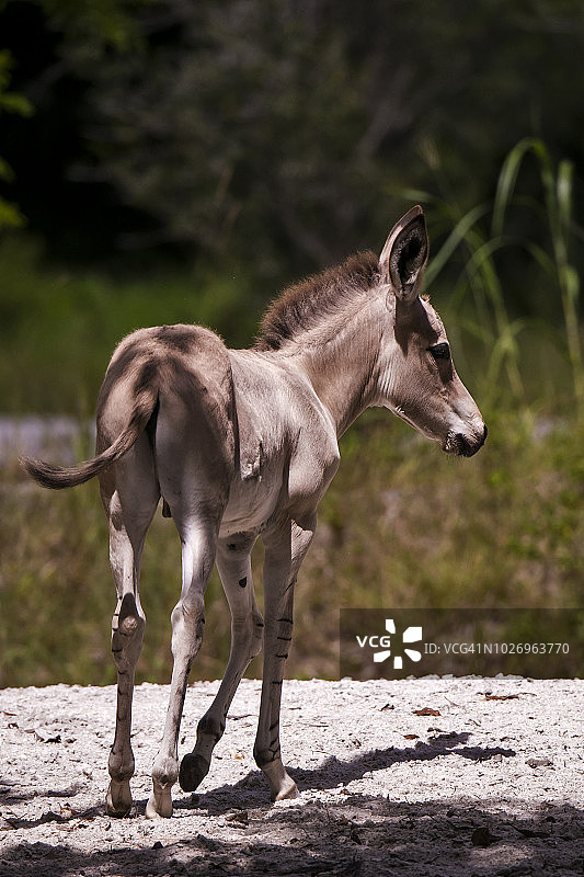 索马里野驴图片素材