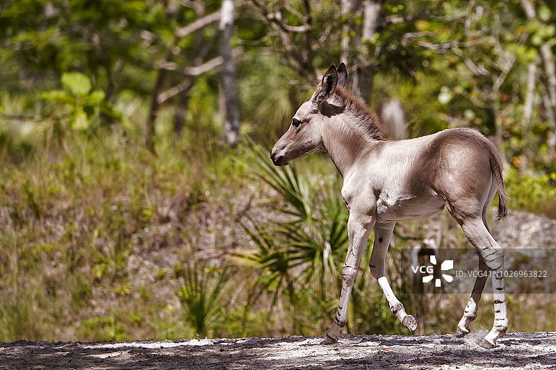 索马里野驴图片素材