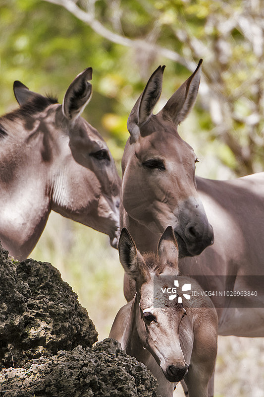 索马里野驴图片素材