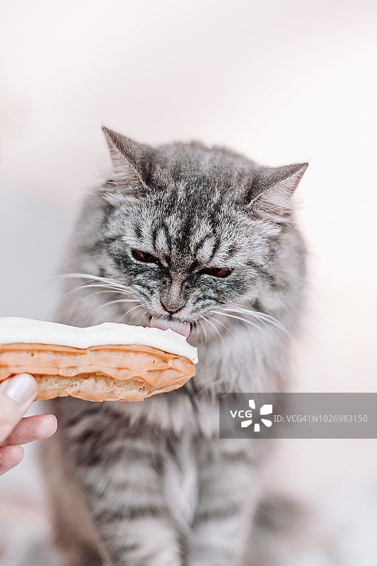 灰色毛茸茸的猫正在吃女人手中的奶油夹心饼图片素材