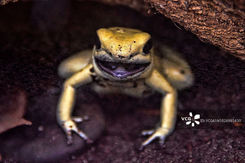 黄色箭毒蛙图片素材