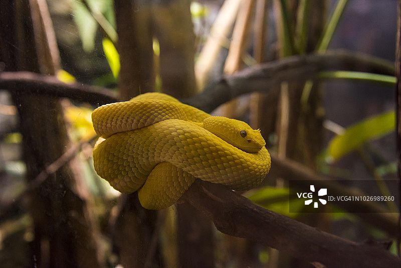 睫毛蝰蛇图片素材