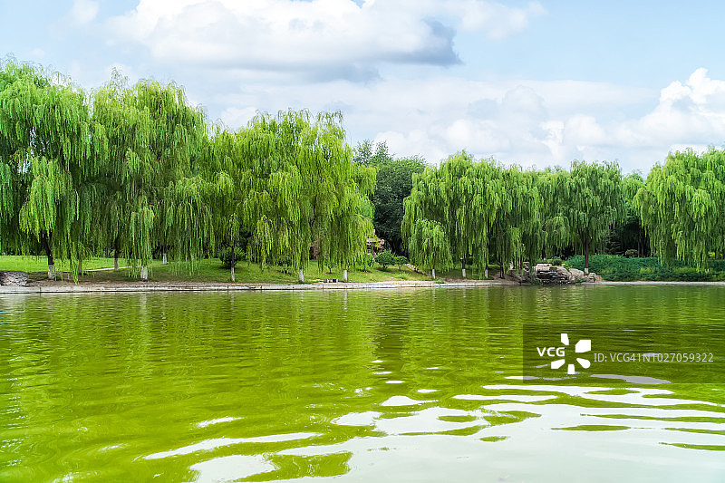 倒映在河中的柳树图片素材