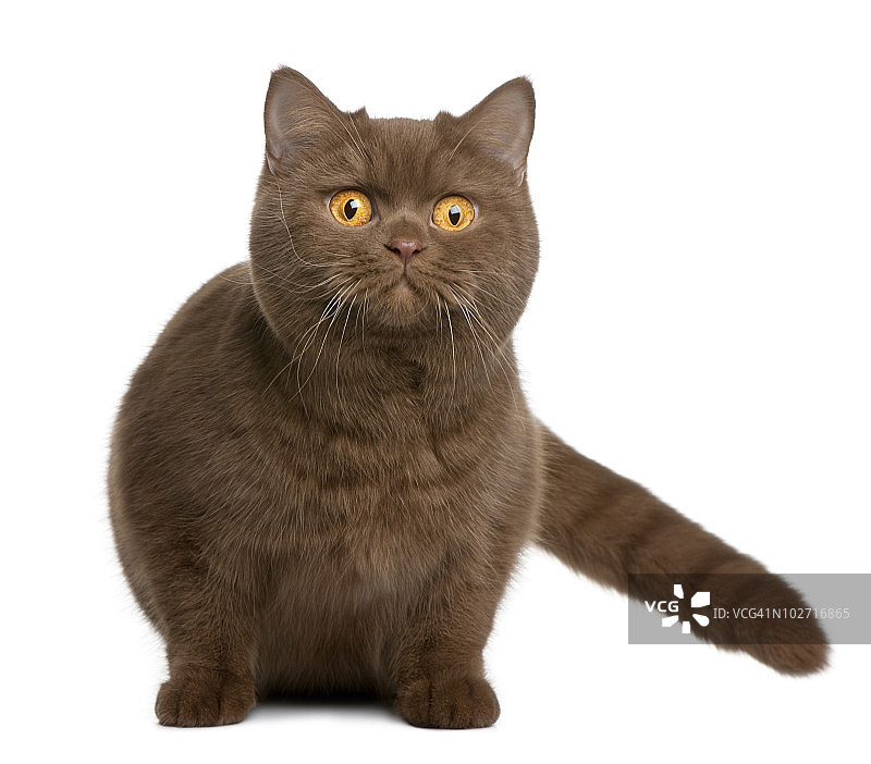 英国短毛猫正面照，坐姿图片素材