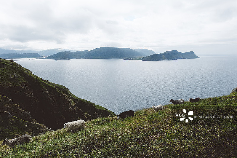 挪威岛屿草地上行走的绵羊图片素材