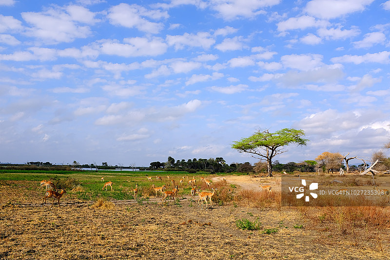坦桑尼亚塞卢斯禁猎区的黑斑羚群图片素材