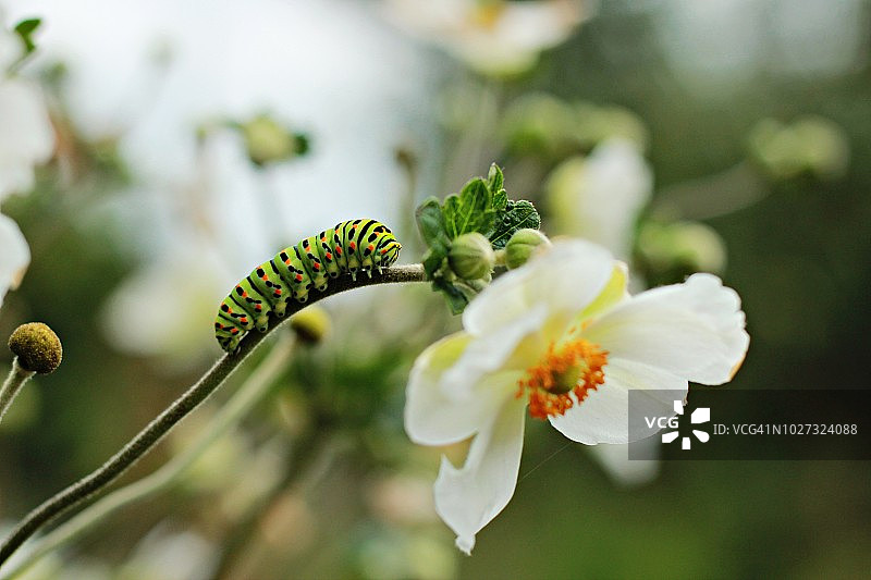 毛毛虫和日本银莲花图片素材