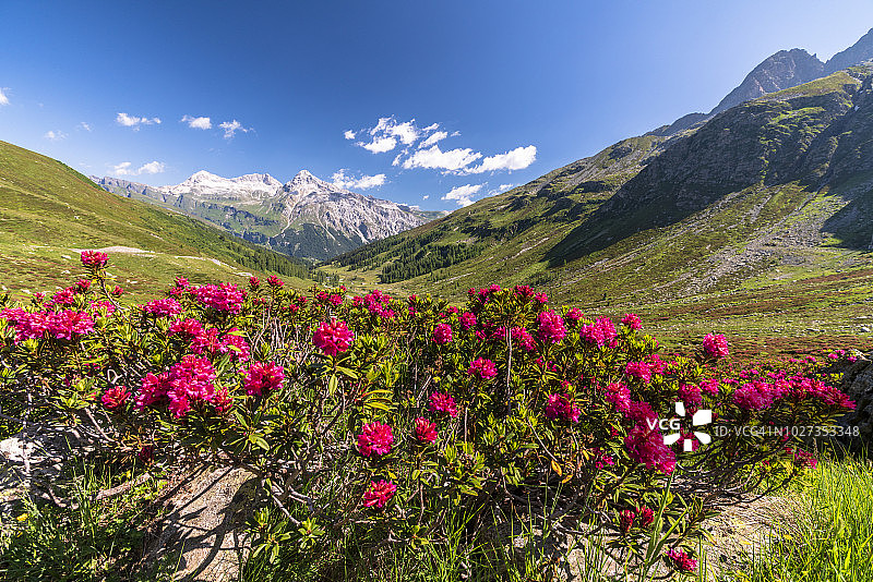 瑞士格劳宾登州山谷中盛开的杜鹃花图片素材