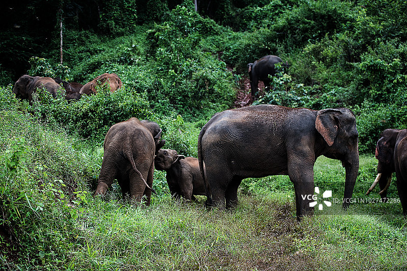 亚洲象群在野外吃草图片素材