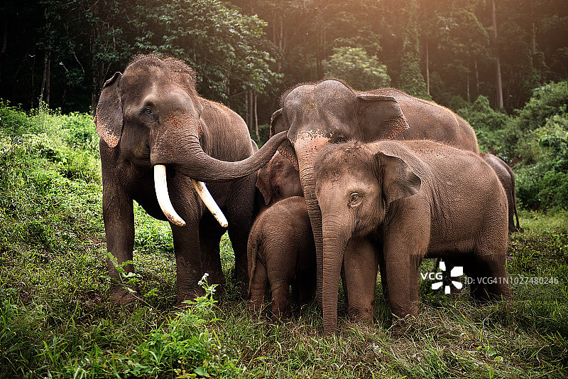 野生亚洲象群图片素材