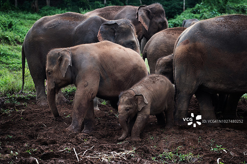 野生亚洲象群图片素材