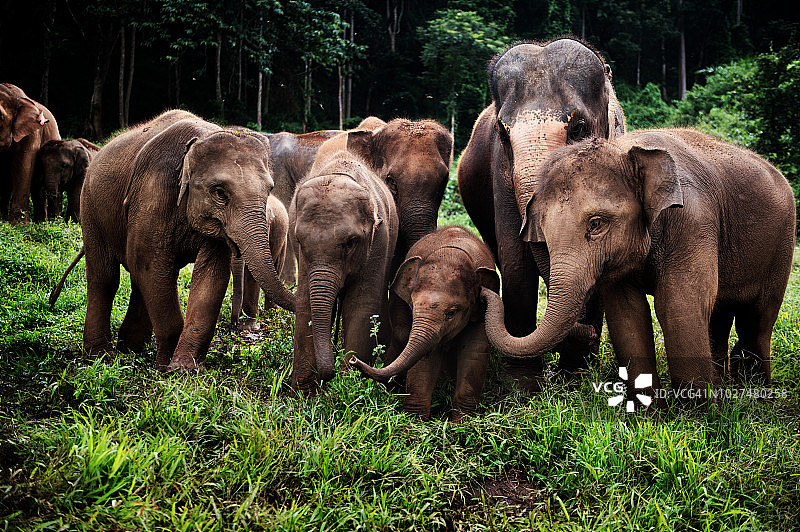 野生亚洲象群图片素材