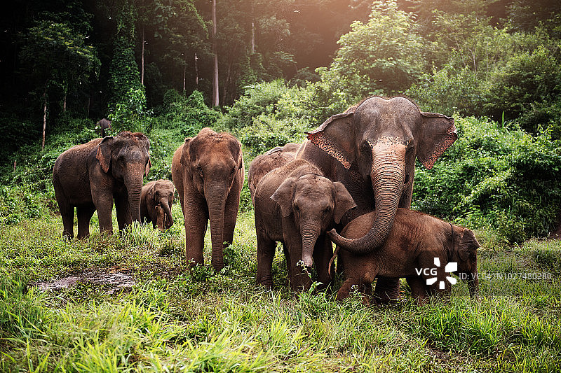 野生亚洲象群图片素材