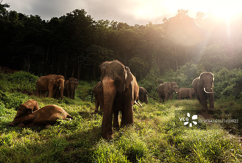 野生亚洲象群图片素材